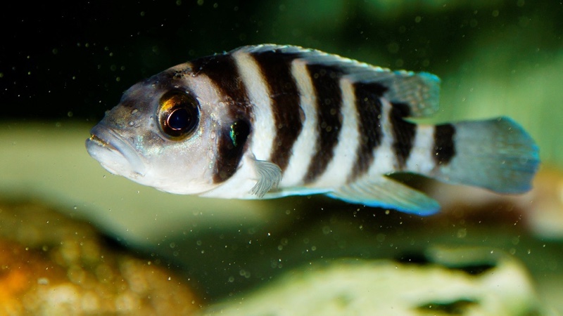 Neolamprologus sexfasciatus 'Chituta Bay'